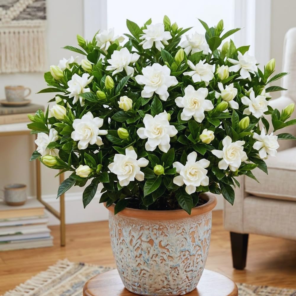 Amazon.com: 2 Jasmine Live Plants, Frostproof Gardenia Jasmine, 4