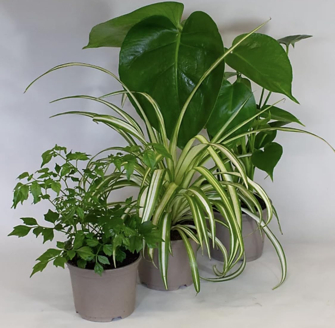 Prestige Plant Live House Plant Mix – Set of 3 Assorted Indoor Plants – Easy-Care Selection Featuring Aloe Vera, Spider Plant, Monstera & More – Ideal for Home, Office, or Gifts