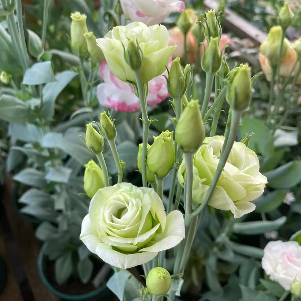 550 pcs lisianthus samen - Eustoma grandiflorum - garten geschenke fr  mnner eustoma kaufen winterhart, plants topfpflanzen drauen winterhart  hochbeete fr garten bienenwiese saatgut : Amazon.de: Garten