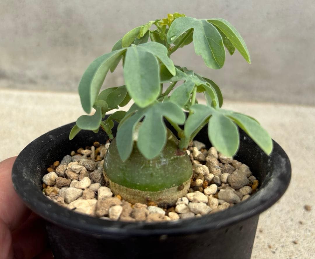 アデニア　グラウカ　国内実生　抜き苗　3株セット Amazon｜実生 アデニアグラウカ 抜き苗｜観葉植物 オンライン通販
