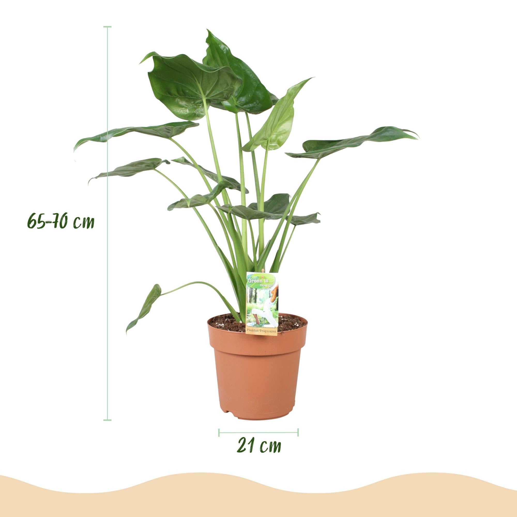Alocasia Cucullata Buddhas Hand – 21cm – Höhe 65-70cm – Pflegeleichte grüne Zimmerpflanze mit herzförmigen Blättern für exotische Innenräume
