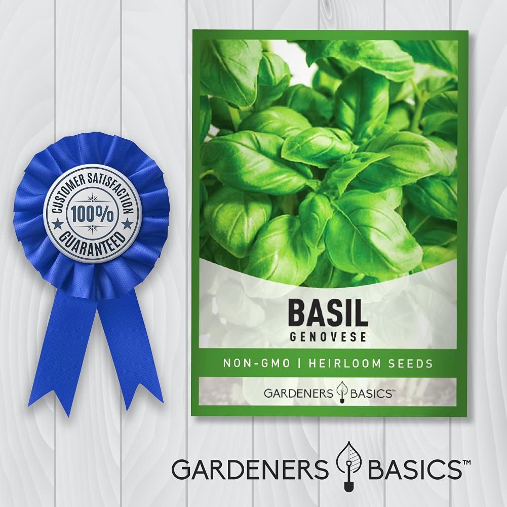 Holy Basil Seeds (Green Leaf) - Non-GMO Heirloom Herb Seeds For Garden