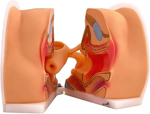 Modelo de maniquí ginecológico femenino, modelo de entrenamiento Iud Modelo de anatomía genitales femeninos Modelo humano con estructura de anatomía