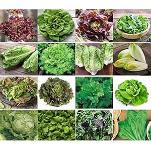 diverse sla zaden 16 x 100 zaden sla zaden mix 100% natuurlijke zaden met de hand geplukt uit Portugal, zeldzame en oude…