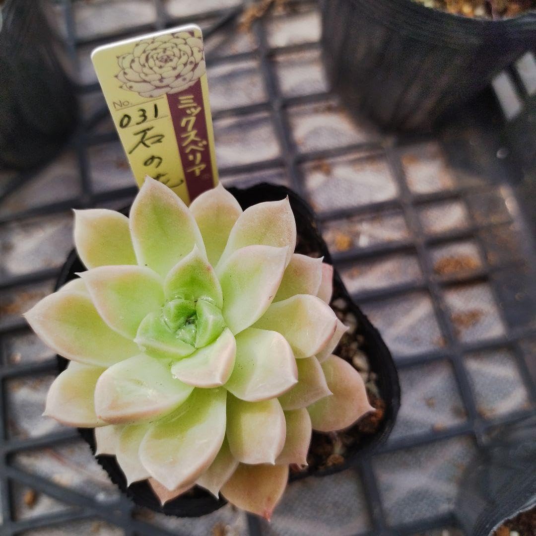 Amazon｜おらいさん 石の花 苗 ミックスベリア 多肉植物｜観葉植物