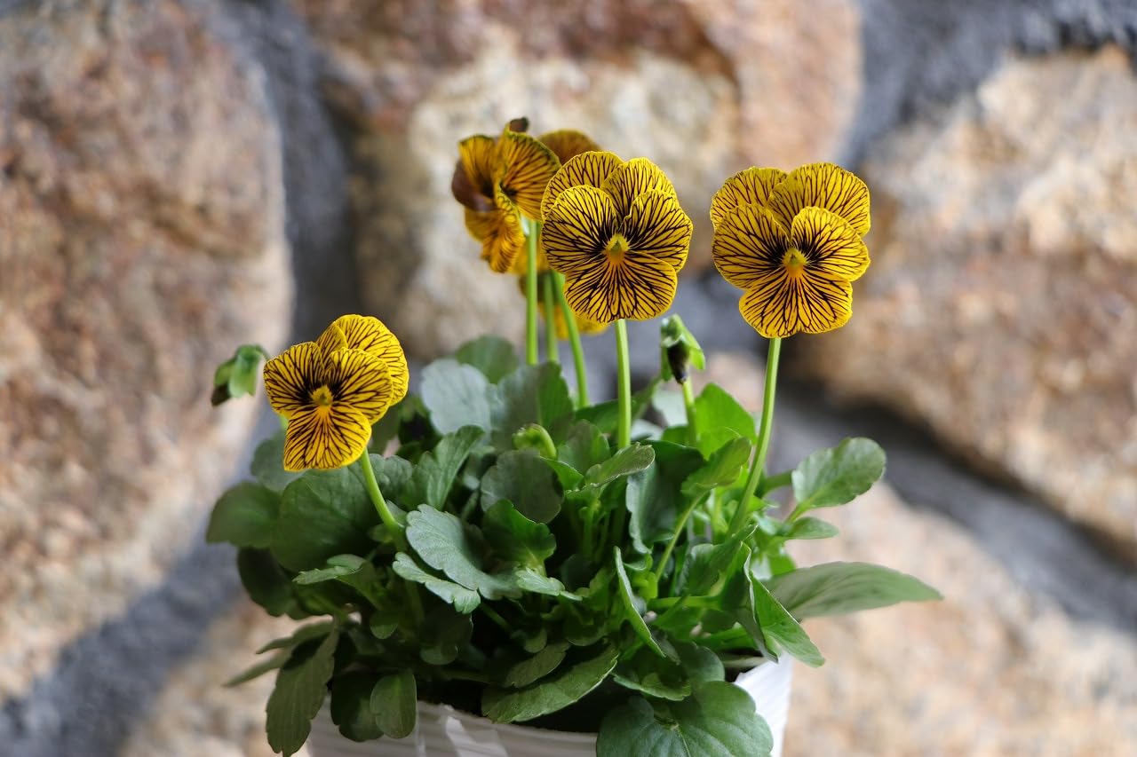 Amazon.co.jp: ビオラ ネットワークインプ 3.5号ポット苗 3株セット