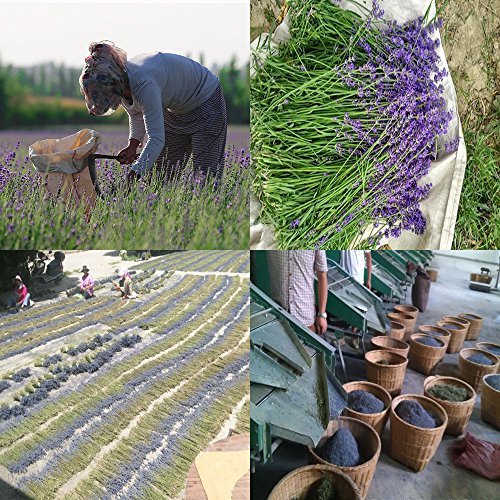 TooGet Botões de Lavanda Francesa & Flores Yop Flores de Lavanda Secas 100% Lavanda Pura e Natural S