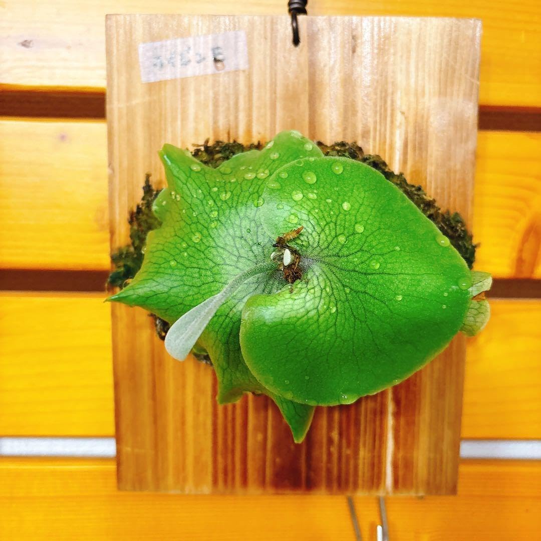 ビカクシダ ライジン （胞子培養株）E