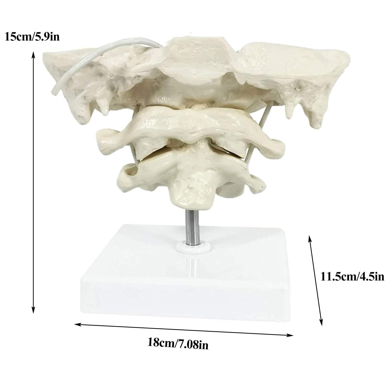 Human Cervical Spine Model, Model Education Model Occipital Model, PVC Material Atlas and axis with Occipital Model for Medical Teaching Training Auxiliary Tools