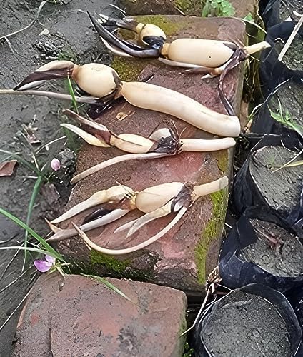 Image of Very Beautiful Rear All Season Pink Cloud Water Lotus(Pack Of-2) /Water Kamal /Water Lily Plant (TUBER) Original Hybrid Veriety Blloming With In 30 Days For Live Plant.