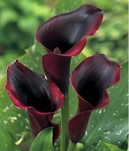 Schwarzwalder "Selva Negra" Calla Lily Corm