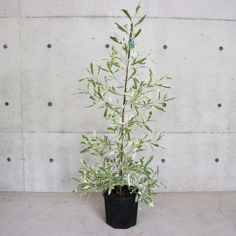 楽天市場】【現品】【常緑エゴノキ】トキワエゴノキ 常盤 株立ち 自然