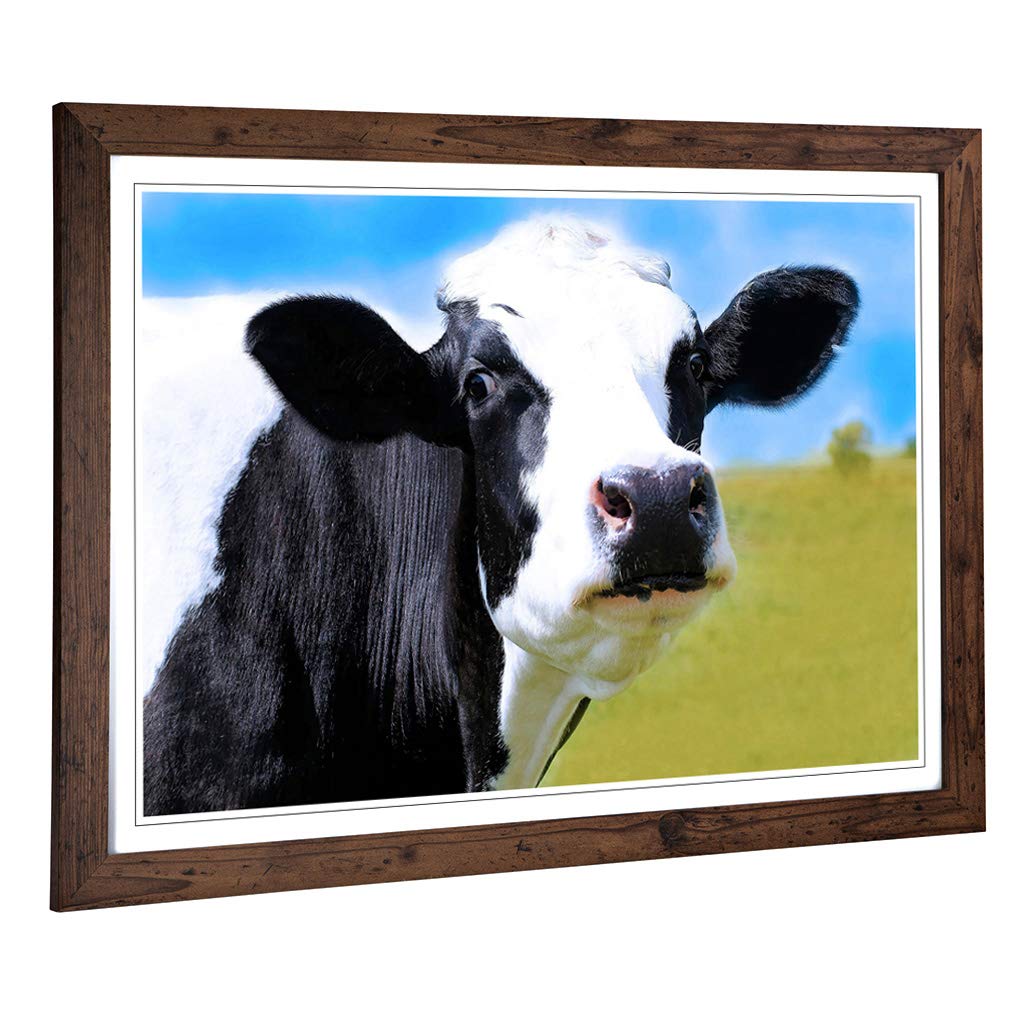 Big Box Art Framed Print of Cow in The Meadow (3) Design | Wall Art Picture | Home Decor for Kitchen, Living, Dining Room, Lounge, Bedroom, Hallway, Office, Walnut, A2 / 24.5x18 Inch / 62x45cm