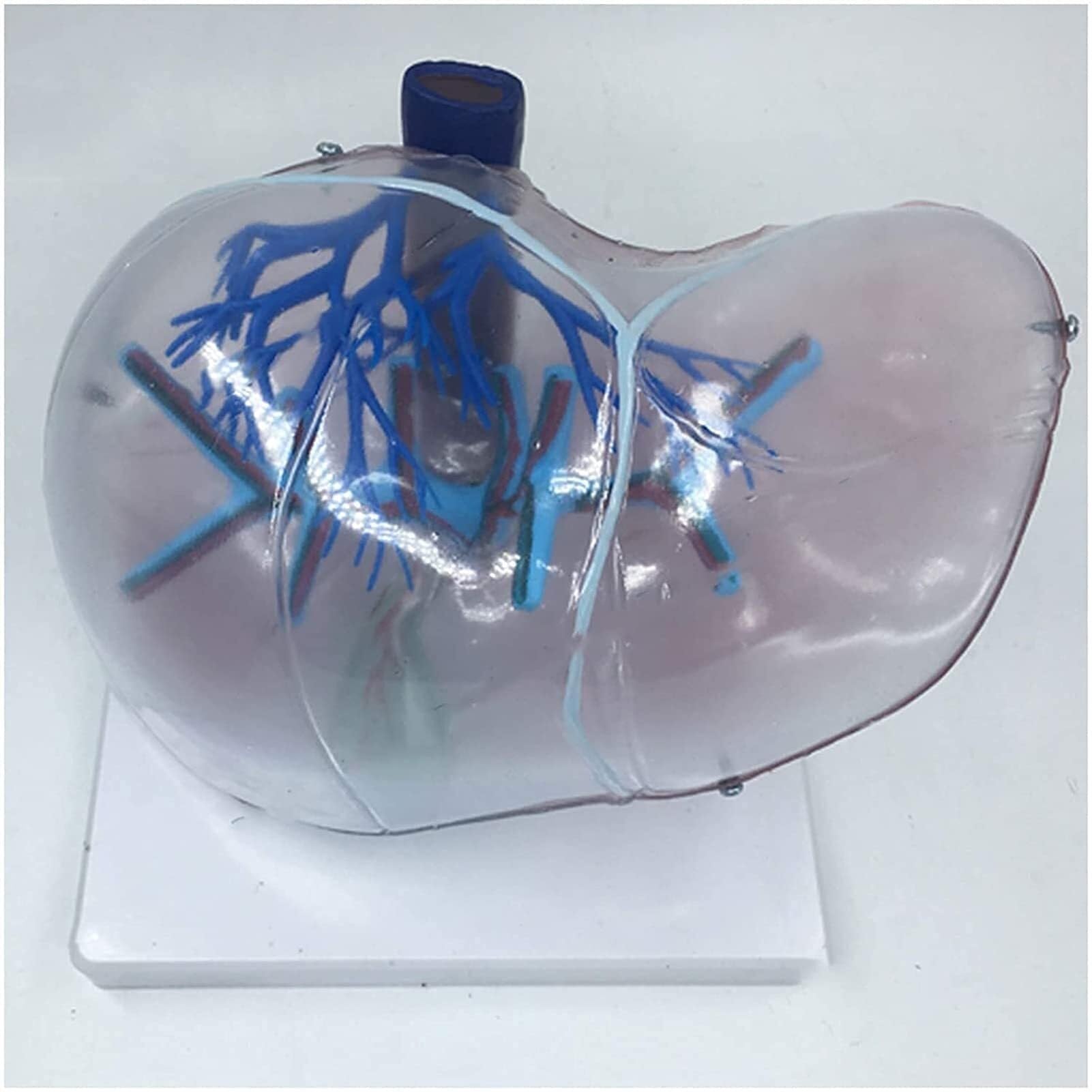 Human Organ Liver Organ Model, Skeleton Model Liver Anatomy Model, Educational Model Human Liver, for Scientific Teaching Demonstration Research Medical Teaching