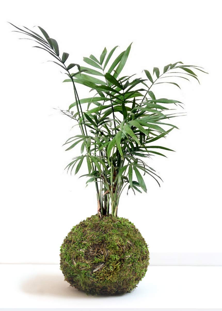 Kokedama d'intérieur en mousse avec Chamaedorea Elegans pour sublimer la décoration de maison