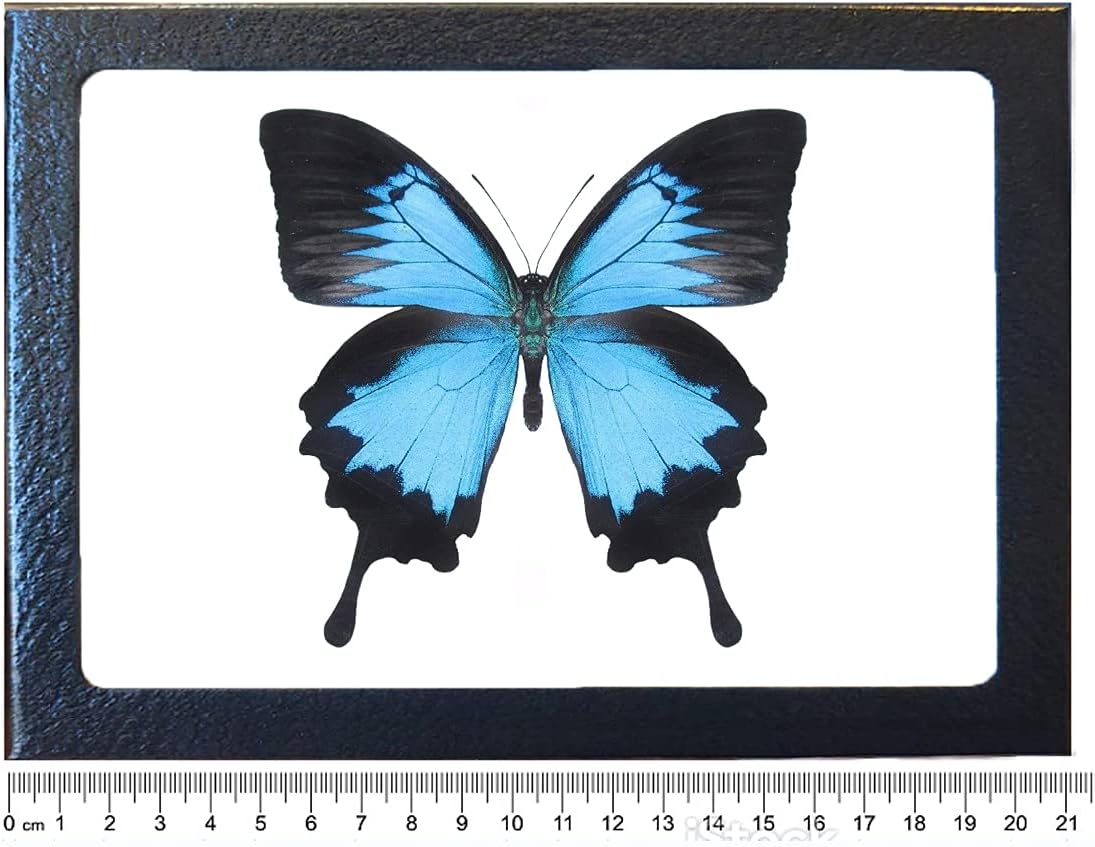 BicBugsP. ulysses blue black butterfly Indonesia FRAMED