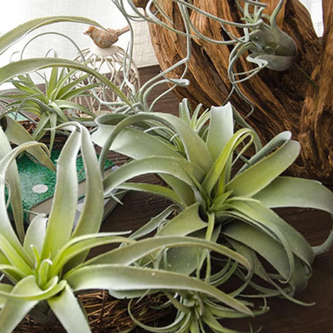 人工植物屋外屋内、シレクトティランジアエアプランツ群がるフェイクアナナス人工植物吊り下げシミュレーション植物壁装飾用/198