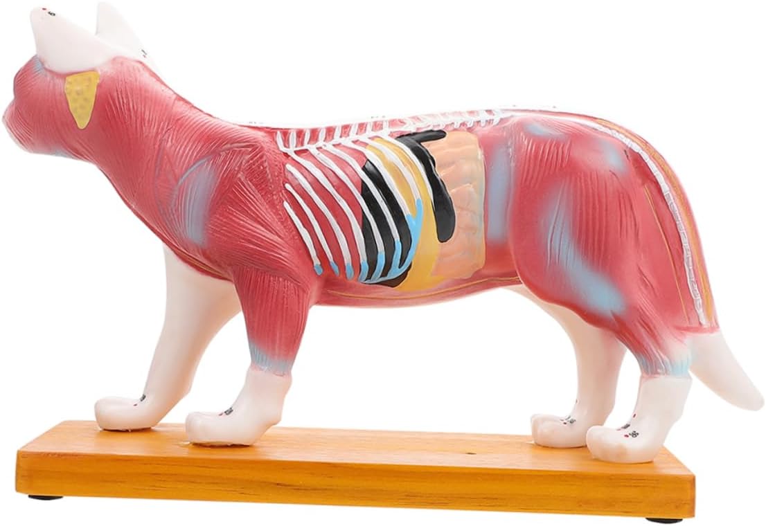 Ciieeo Cat Anatomical Model for Anatomy Study Realistic PVC Cat Body Model Learning Tool for Students and Pet Clinics Detailed Acupoint Structure for Enhanced Understanding