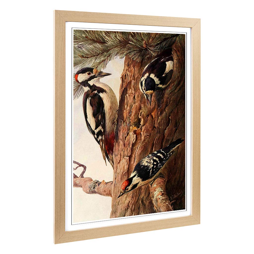 Big Box Art Framed Print of Vintage W Kuhnert Woodpeckers Design | Wall Art Picture | Home Decor for Kitchen, Living, Dining Room, Bedroom, Hallway, Office, Oak, A2 / 24.5x18 Inch / 62x45cm