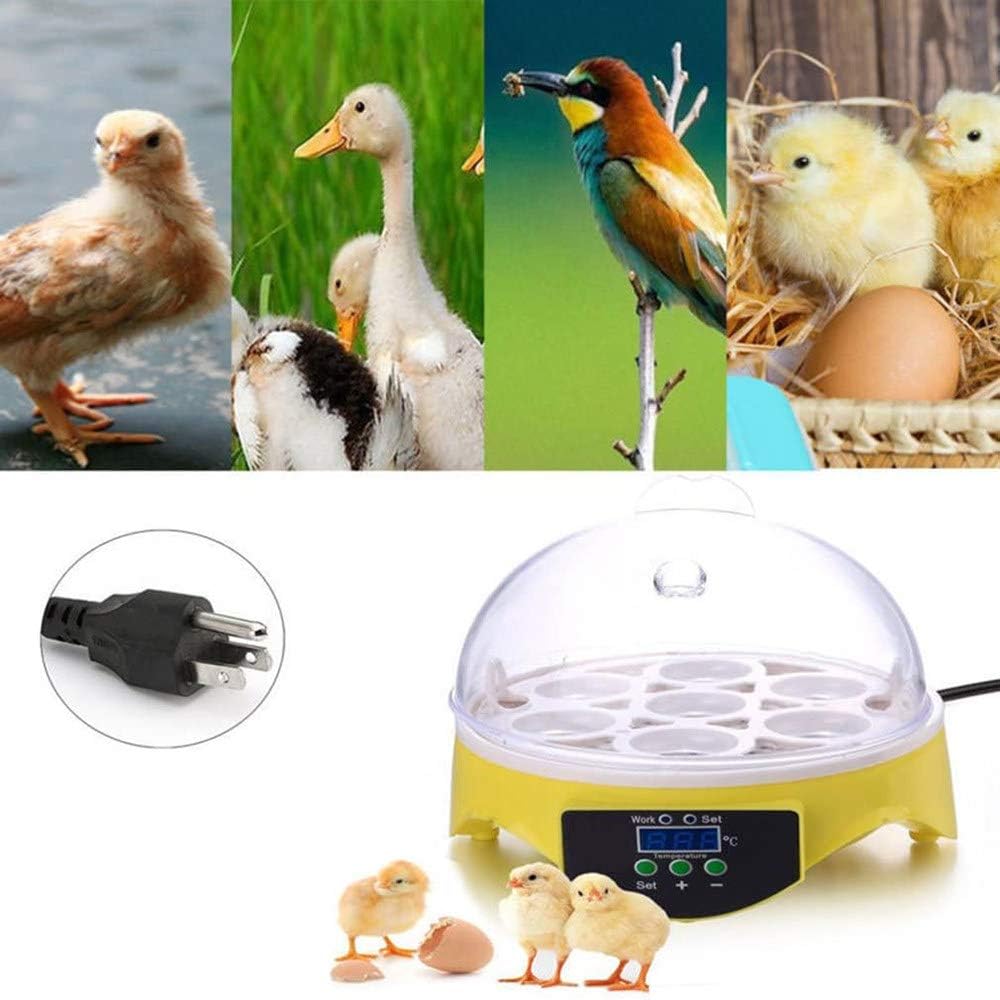 Incubatrice per 7 Uova, incubatrici per Uova da cova, Mini incubatrice Automatica per polli, Anatre e oche, incubatrice per Uova con girauova Automatico dal Design visibile.
