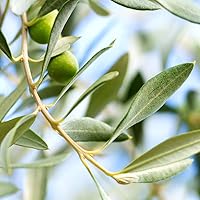 Vista 4 de Perfect Plants Planta viva de oliva arbequina, 2-3 pies, incluye guía de cuidado