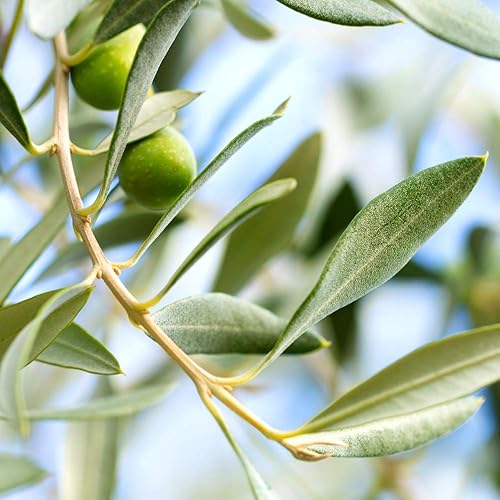Miniatura 4 de Perfect Plants Planta viva de oliva arbequina, 2-3 pies, incluye guía de cuidado