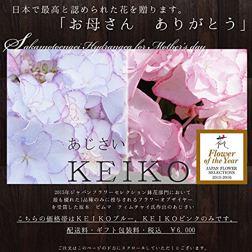 ケイコ ピンク アジサイ の価格比較 Heim ハイム