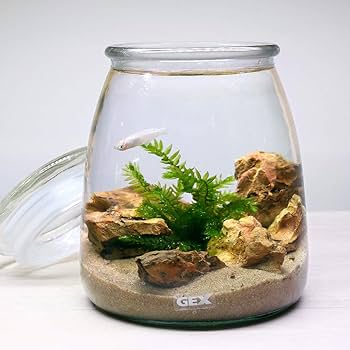 Amazon | GEX ボトルアクアリウム ミルク ～砂漠のオアシス