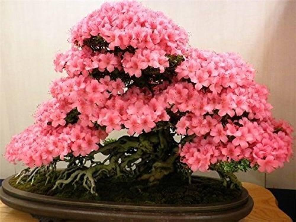 50+ Seeds- Dwarf Cherry Blossom Tree Seeds For Home Garden Lawn (Prunus serrulata) (B0D45QBSFQ) Amazon Price History, Amazon Price Tracker