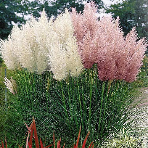 GardenersDream Cortaderia Selloana Rosea Pink and White Plants - Outdoor Garden Ready Perennial Plant - All Year Round Plants for Garden - Ornamental Grasses - Evergreen Pampas Grass (20–30 cm)
