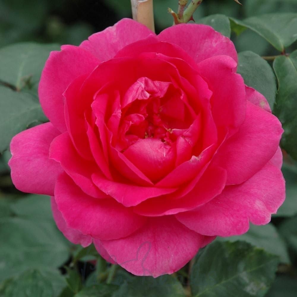 Peter Beales Roses Parade Climbing Rose, Deep Pink Double Blooms, 300cm x 240cm, Outdoor, Mild Fragrance, Wildlife Friendly,Modern Climber, June-November Flowering