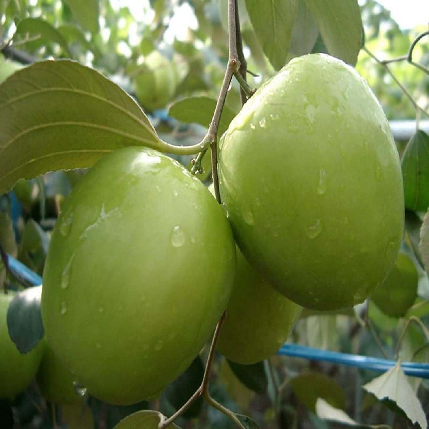 IXORA Jujube B U Green Apple Ber Kul Variety variety Grafted Fruit Live Plants & Tree (1-2 Feet Size)