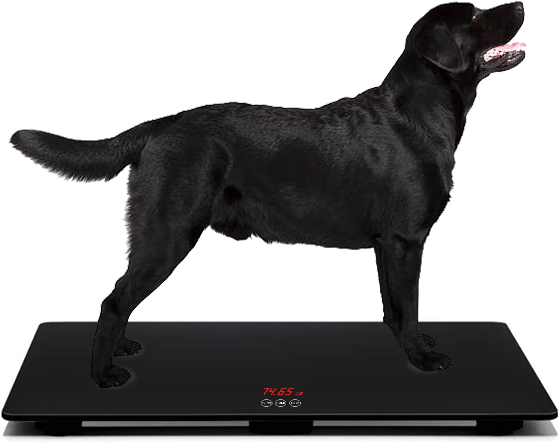 Middle Dog Scale
