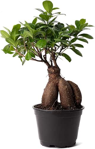 American Plant Exchange Ficus Ginseng Microcarpa – 4-Inch with Pot