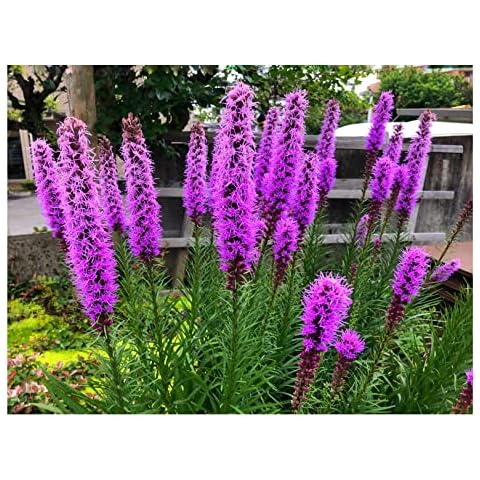 Liatris Spicata Summer Flowering Bulbs Cover