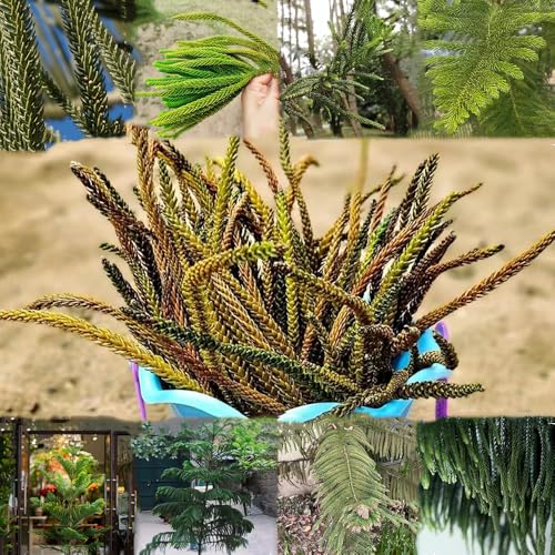 semillas de araucaria plantas para decorar paredes semillas de plantas Plantas de balcón, plantas resistentes en macetas semillas de bonsái Plantas resistentes al invierno para 200pcs