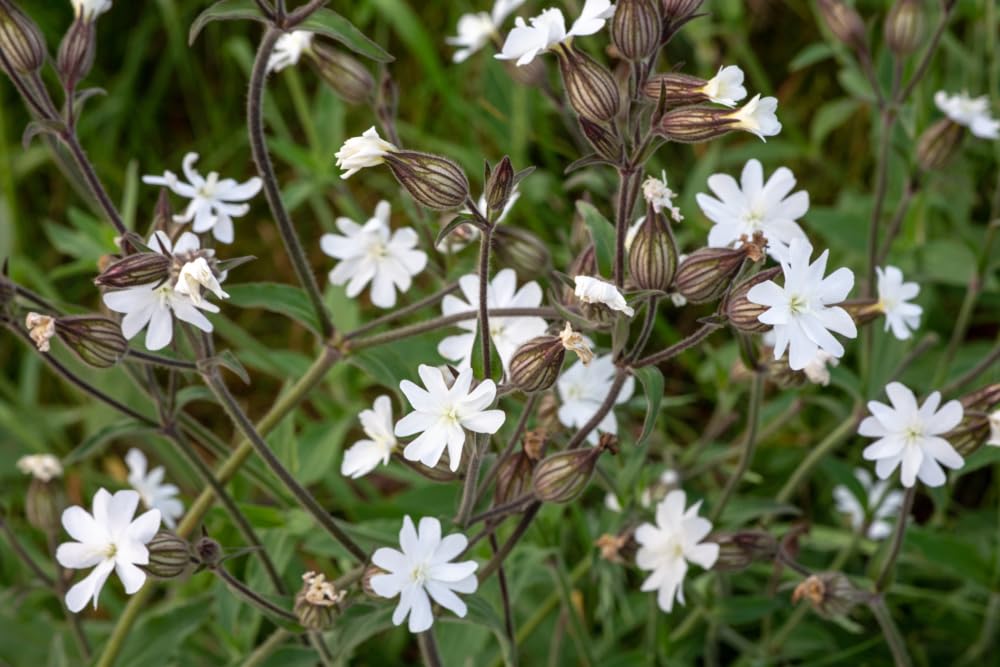 Silene latifolia - White Campion Seeds X 100 - Fragrant Native Wild Flower