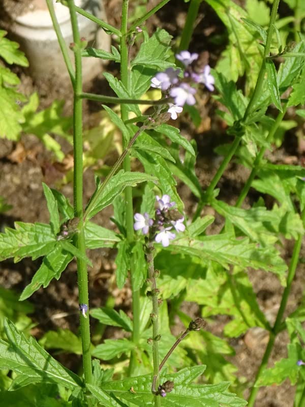 Eisenkraut (Verbena officinalis) - ca. 750 Samen : Amazon.de: Garten