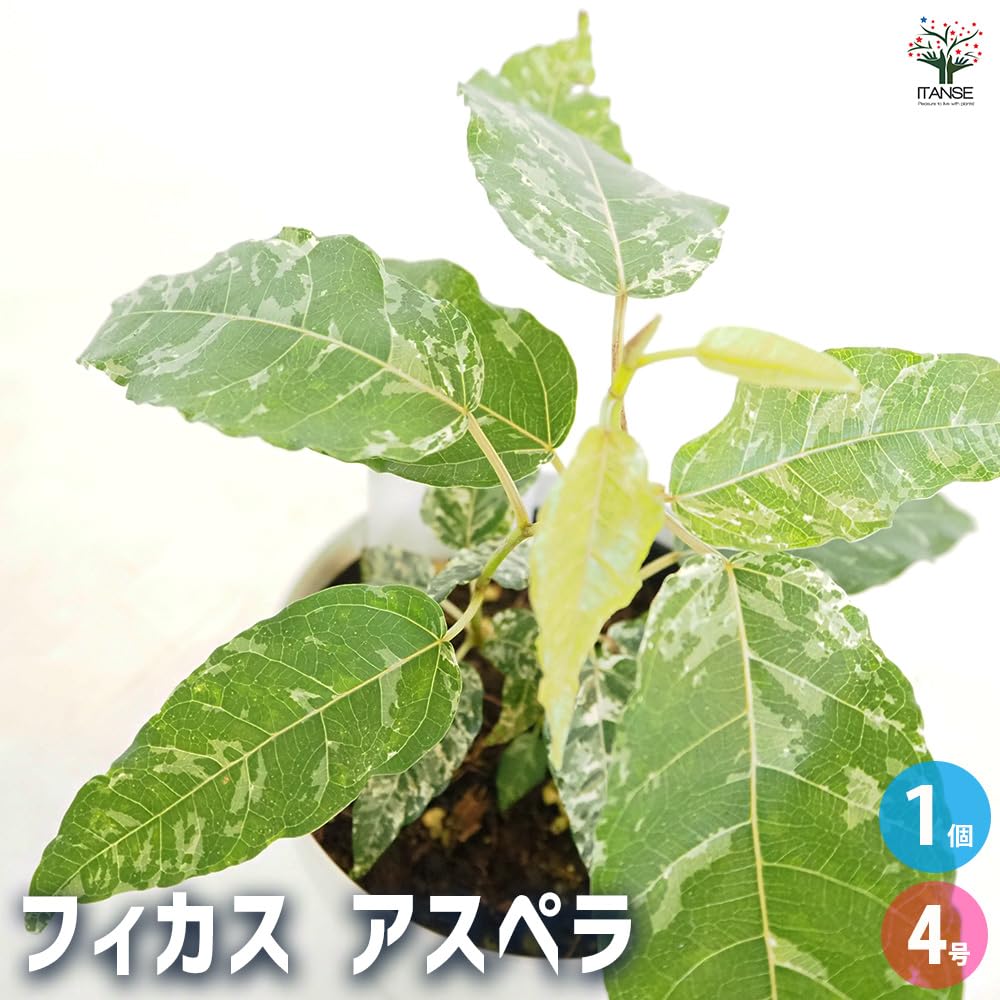 Amazon｜ITANSE フィカス アスペラ 4号 1個売り 観葉植物 学名