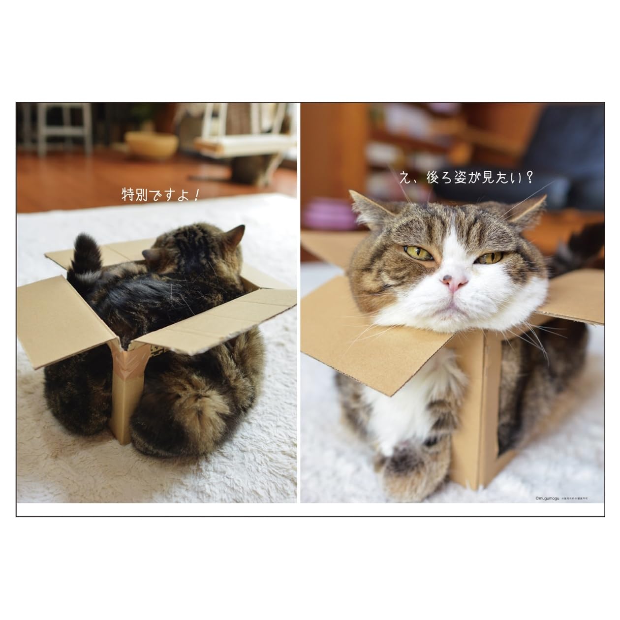 まる。です Amazon | 2026年カレンダー まるちゃん | カレンダー | 文房具