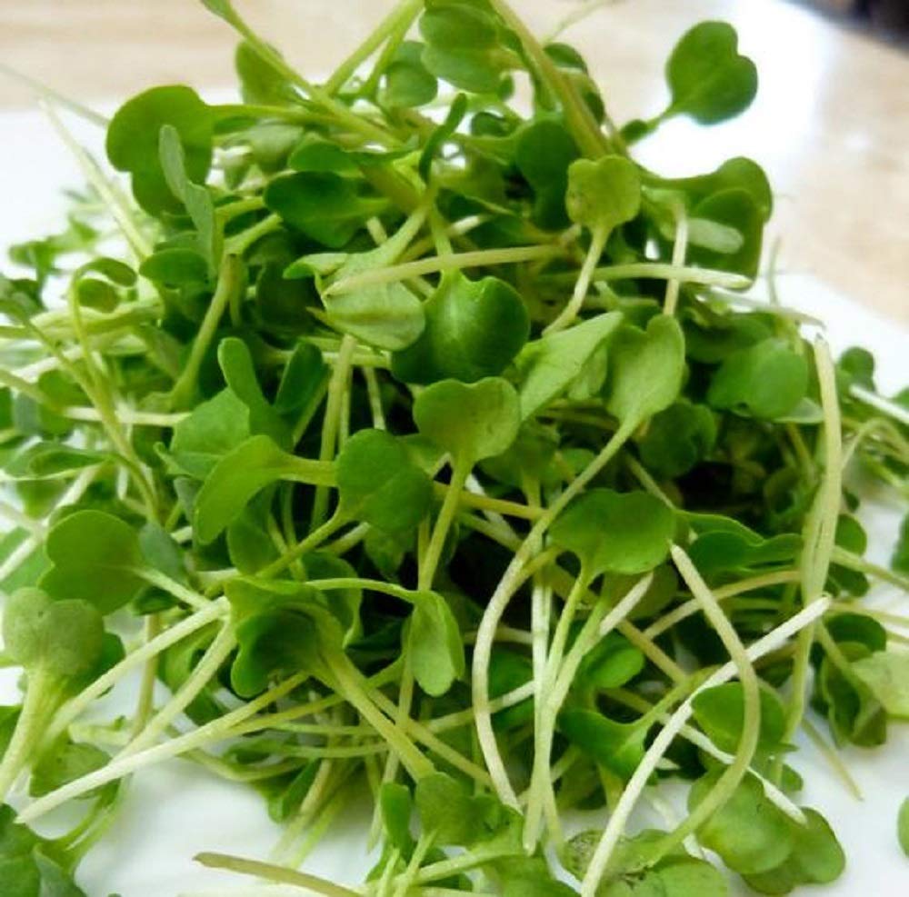 Arugula Seeds for Sprouting Microgreens , 6 ounce "COOL BEANS n SPROUTS" Brand, A superfood packed with antioxidants and health-promoting nutrients. A family run USA business, Jacobs Ladder Ent. : Grocery & Gourmet Food