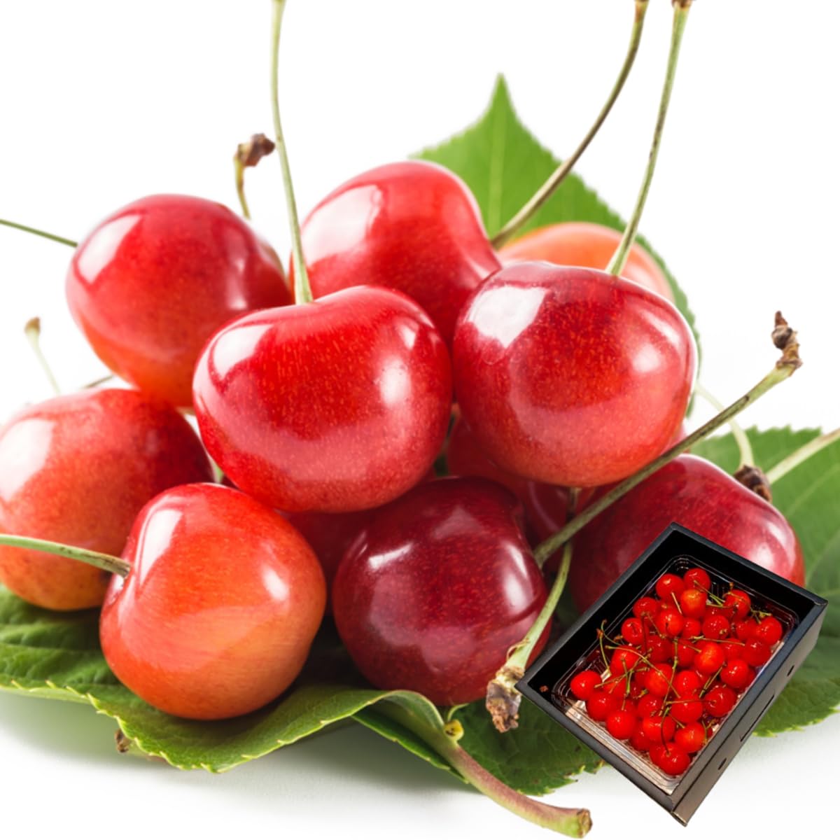 Amazon.co.jp: 父の日 さくらんぼ 佐藤錦 紅秀峰 秀品 山形県産 500g
