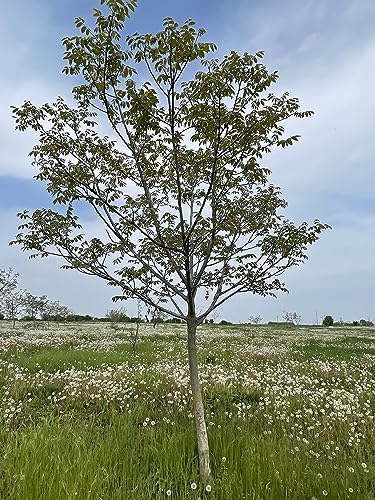 WALNUSSÖL 250 ml Hortus Verdi - Kaltgepresst - 100% natürlich - Glasbehälter - RAW VEGAN - Saucen - Suppen - Glutenfrei - Süßigkeiten - Nachspeisen - Backwaren- Gourmet (250)