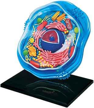 Medical Models Colorful Teaching Model 4d Animal Cell Anatomy Model Detachable Puzzle Assembly Animal Cell Biology Organs Model