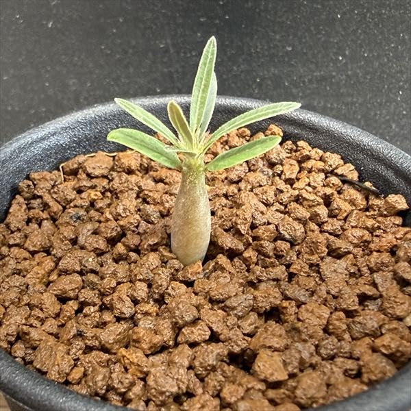 Amazon｜コーデックス：パキポディウム グラキリス 実生 S*｜観葉植物
