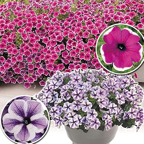 Amazon 国華園 花苗 ペチュニア 小町セット 2種4株 21年春商品 花