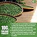 FreshDrinkUS, Premium 1.3oz Pandan Leaf Powder, 100% Natural and Pure from Pandan Dried Leaves, Emerald Pandan Powder, Green Food Coloring, No Additives, No Gluten, Vegan.