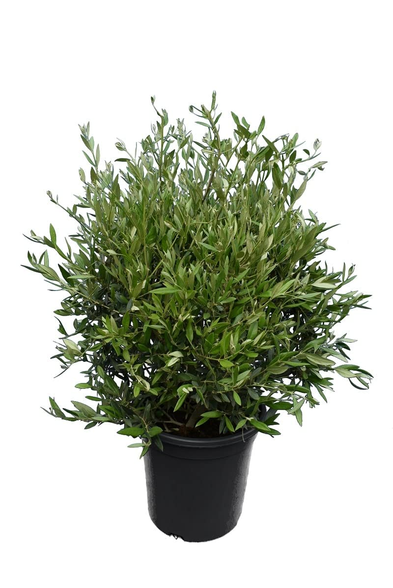 sansevieria laurentii care Sansevieria laurentii 'Snake Plant' – Snakeroot Botanicals