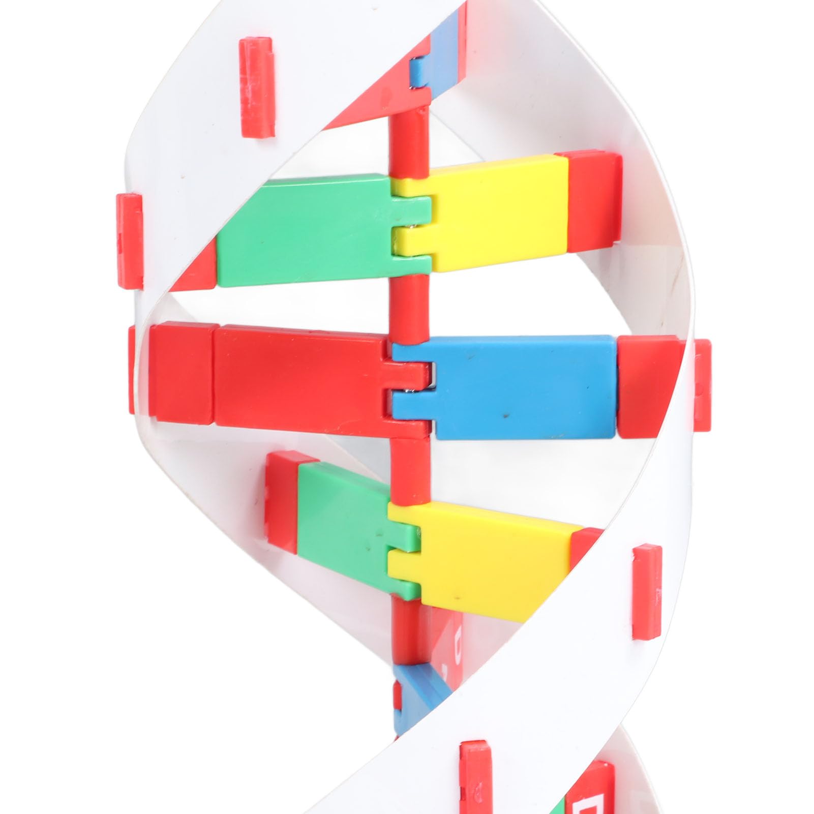Kadimendium Giocattolo Modello DNA Umano, Design Colorato Staccabile | brillante, Coinvolgente apprendimento STEM, Ideale per le aule di biologia