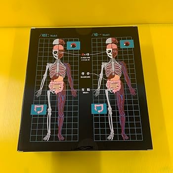 今月限定価格【最安値】ポルノグラフィティ　人体模型【レア】 駿河屋 -<中古>人体模型 ～PORNOGRAFFITTI Model～(2体セット